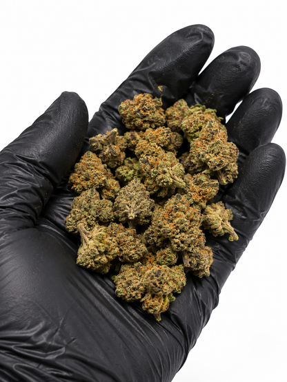 Orange Sherbet – Indoor Hydroponie