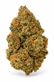 Orange Sherbet – Indoor Hydroponie
