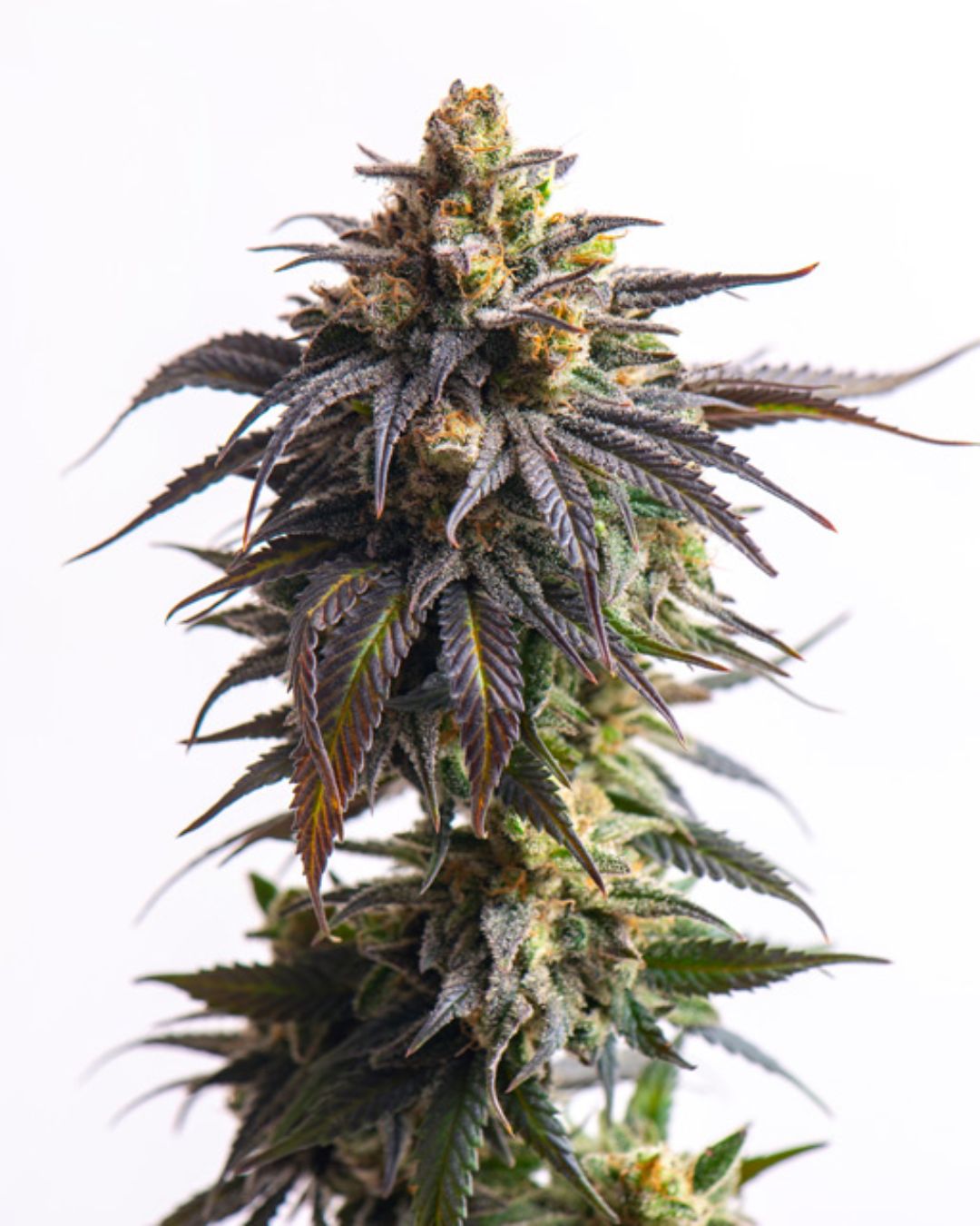 Biscotti Auto – 3 Graines de collection Vision Seeds®