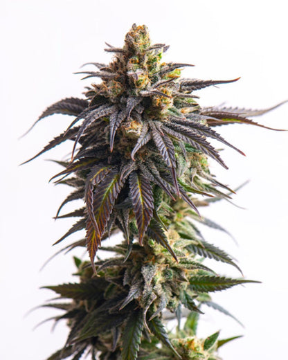 Biscotti Auto – 3 Graines de collection Vision Seeds®