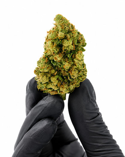 Cali Bay Dream - Hydro