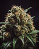 Jack Herer – 3+1 Graines de collection Vision Seeds®