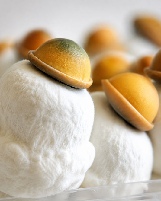 Marshmallow Shrooms Growkit – Kit de collection