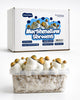 Marshmallow Shrooms Growkit – Kit de collection