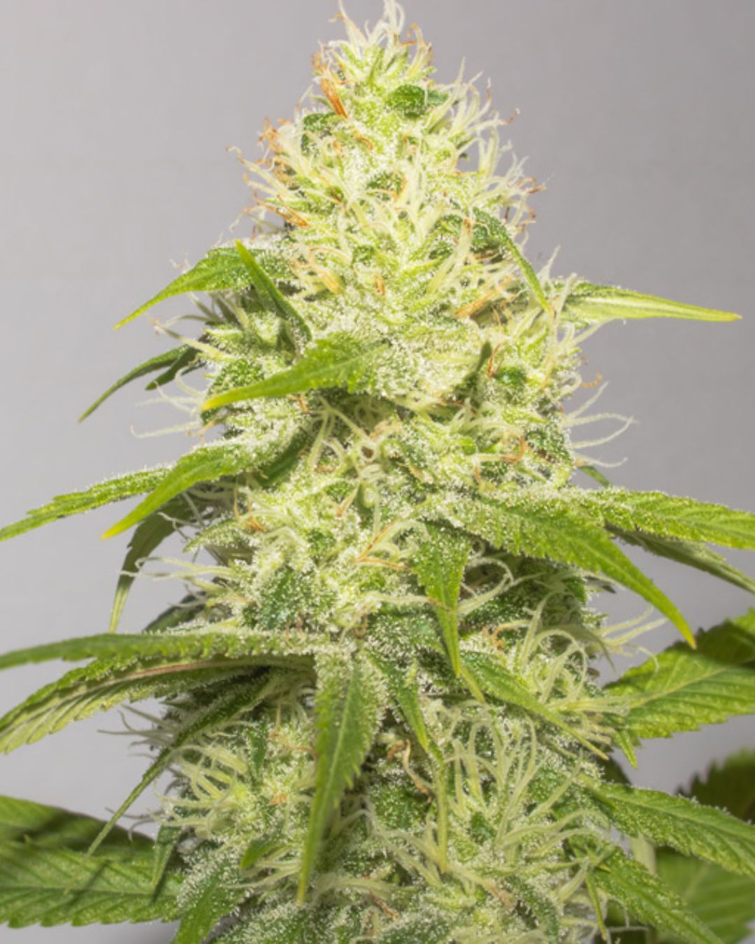 White Runtz – 3 Graines de collection Vision Seeds®