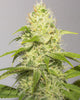 White Runtz – 3 Graines de collection Vision Seeds®